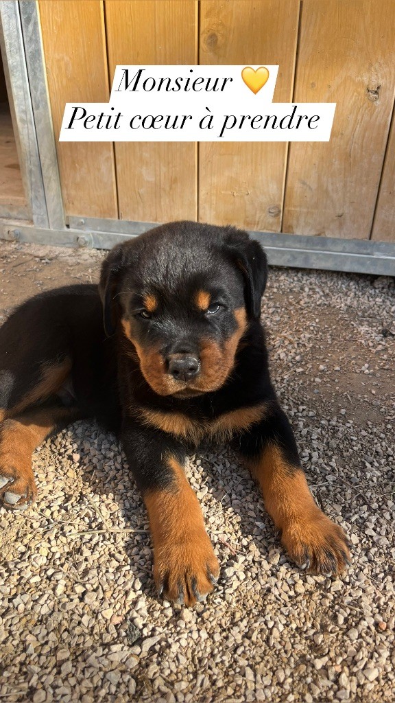 du Sang de la Reine Noire - Chiot disponible  - Rottweiler