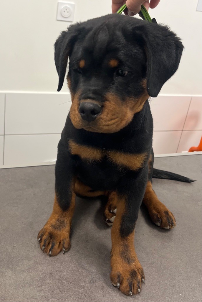 du Sang de la Reine Noire - Chiot disponible  - Rottweiler