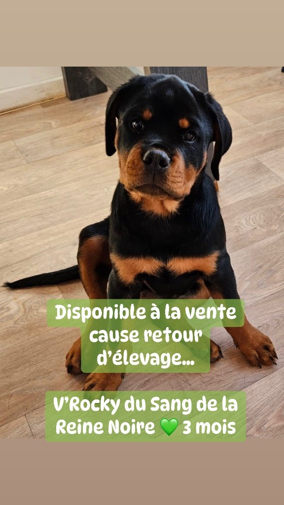 du Sang de la Reine Noire - Chiot disponible  - Rottweiler