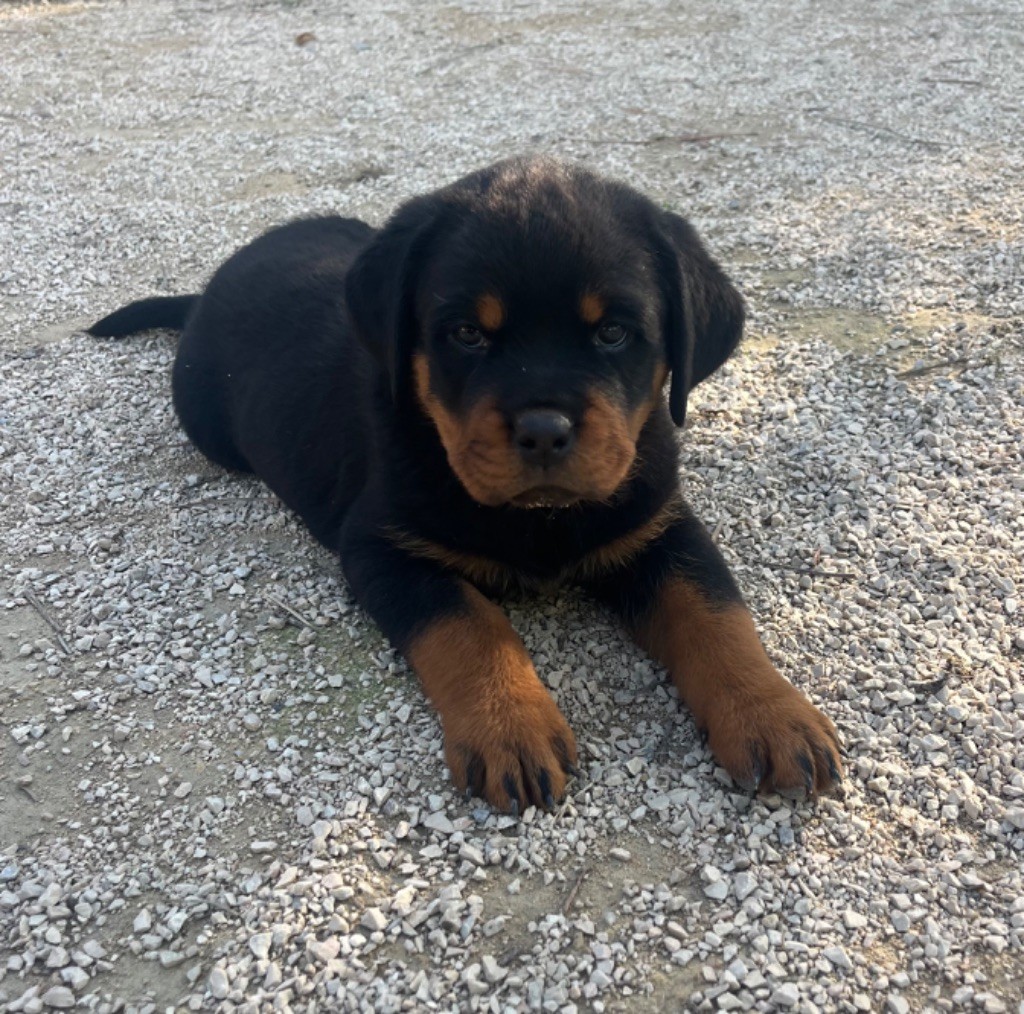 du Sang de la Reine Noire - Chiot disponible  - Rottweiler