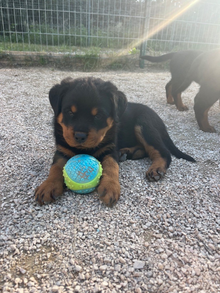 du Sang de la Reine Noire - Chiot disponible  - Rottweiler