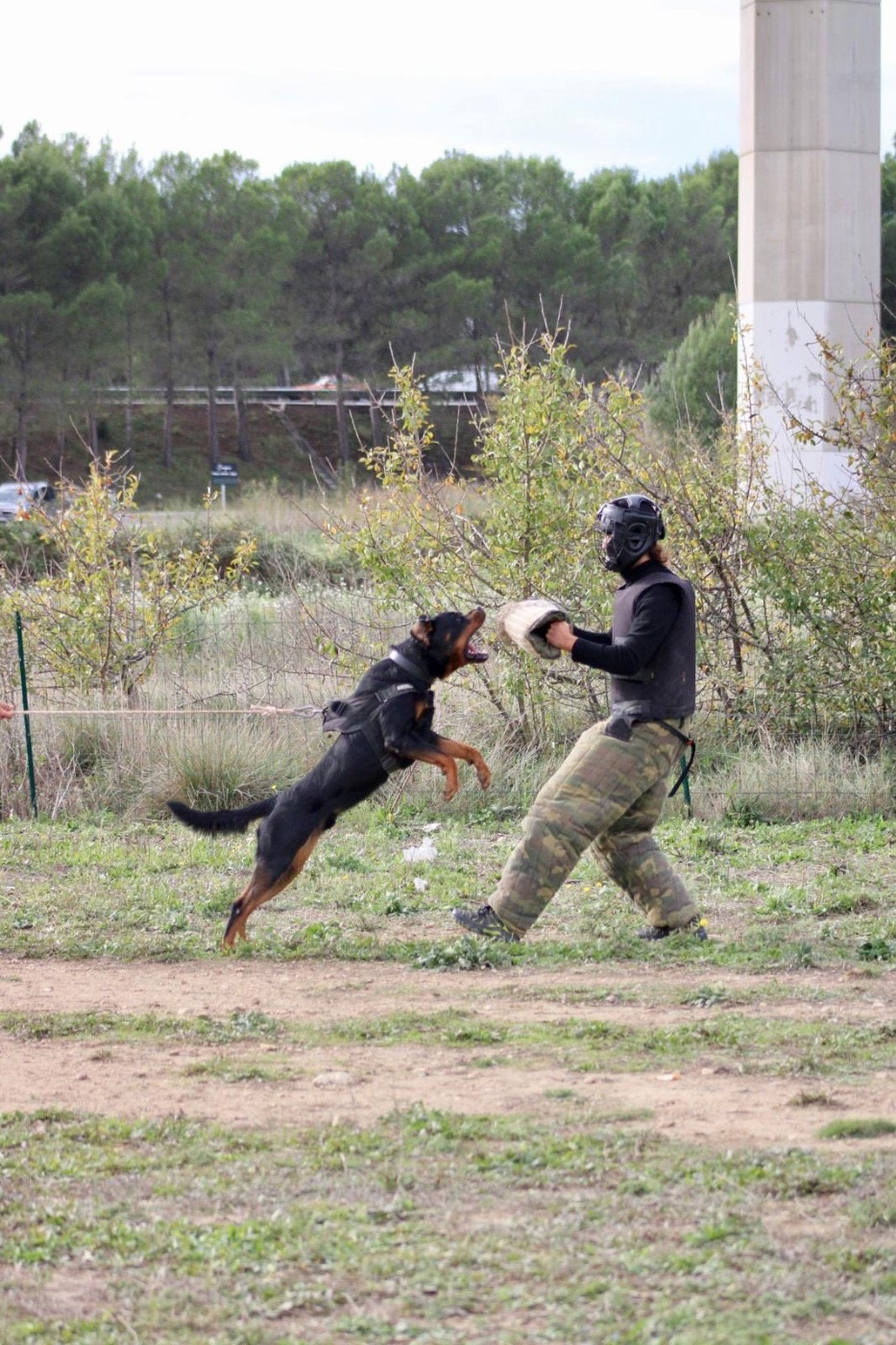 Ullk du Sang de la Reine Noire