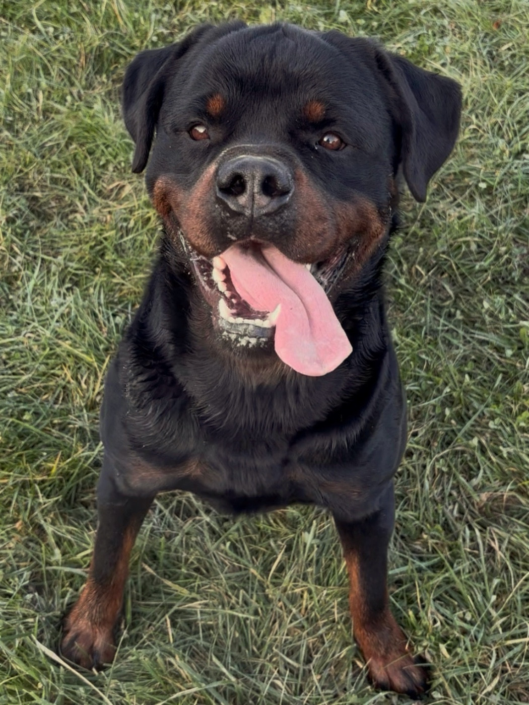 Venum du Sang de la Reine Noire