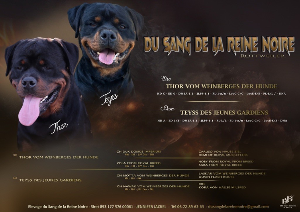 du Sang de la Reine Noire - Naissance prévue vers le 8 février 2024