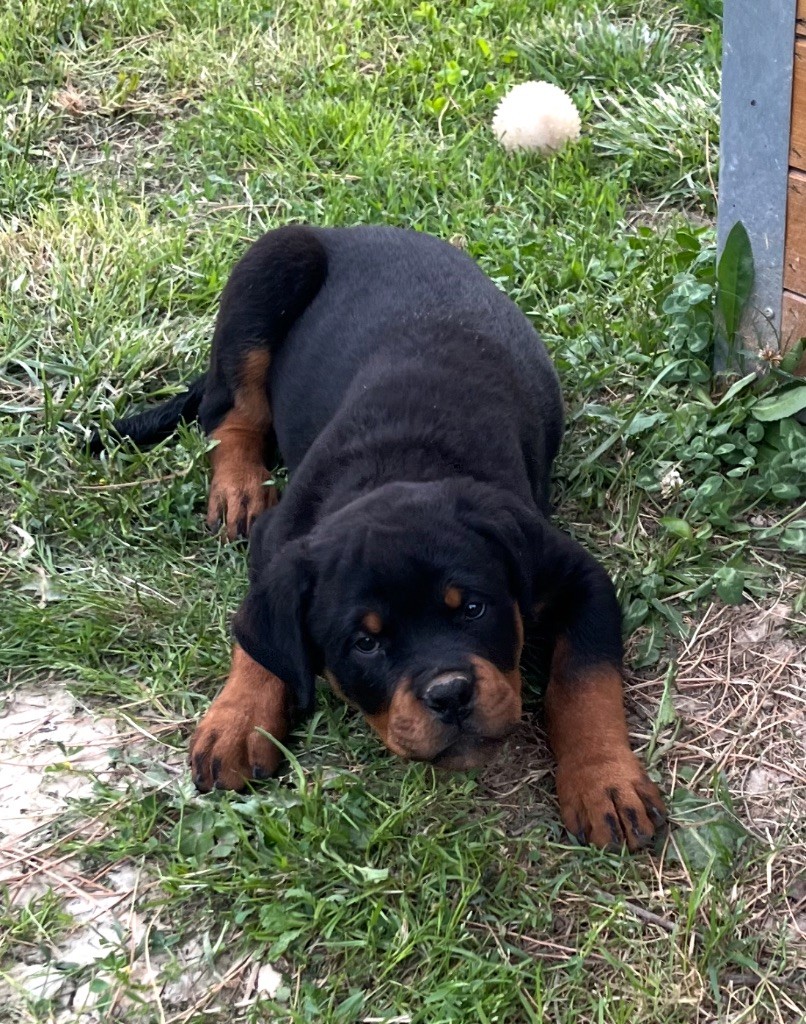 du Sang de la Reine Noire - Chiots disponibles - Rottweiler