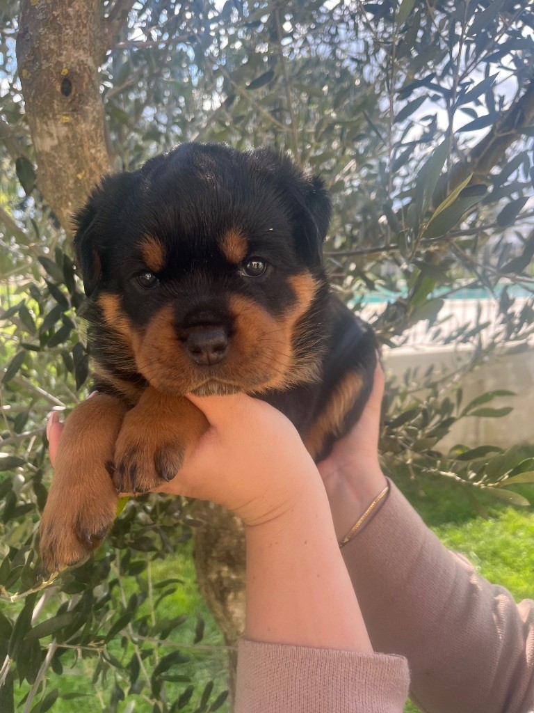 du Sang de la Reine Noire - Chiots disponibles - Rottweiler