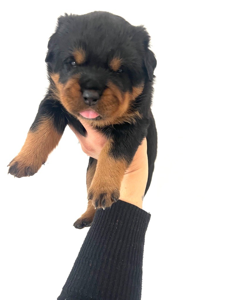 du Sang de la Reine Noire - Chiots disponibles - Rottweiler