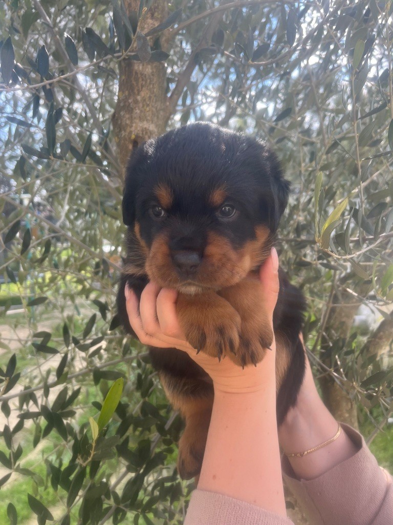 du Sang de la Reine Noire - Chiots disponibles - Rottweiler