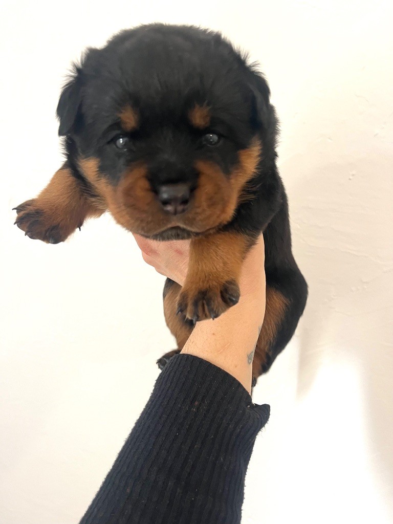 du Sang de la Reine Noire - Chiots disponibles - Rottweiler