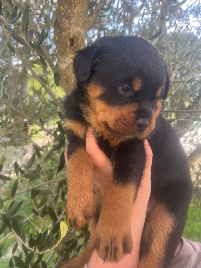 du Sang de la Reine Noire - Chiots disponibles - Rottweiler